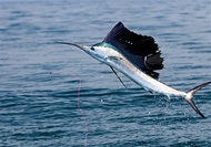 Private Fishing Charter Tour in Curacao (Fisherman’s Wharf at Caracas Bay)