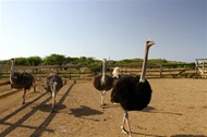 HATO Caves & Jeep Safari Ostrich Farm in Curacao