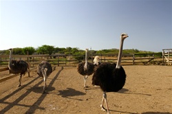 HATO Caves & Jeep Safari Ostrich Farm in Curacao